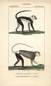 Torquatus: Collared mangabey, Cercocebus torquatus, and