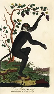 Sibly: Collared mangabey, Cercocebus torquatus