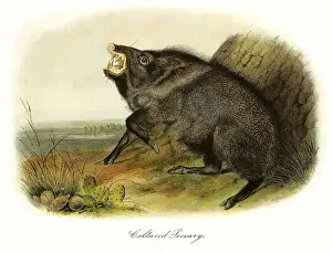 Collared: Collared Peccary