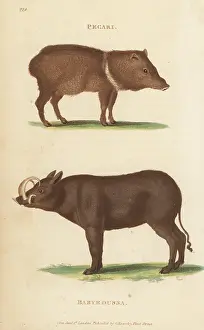 G. Kearsley: Collared peccary and Buru babirusa