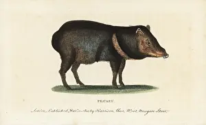 Peccary: Collared peccary, Pecari tajacu