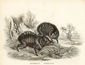 Torquatus: Collared peccary; Pecari tajacu