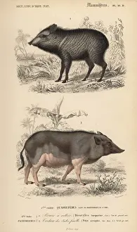 Scrofa: Collared peccary, Pecari tajacu, and Indian