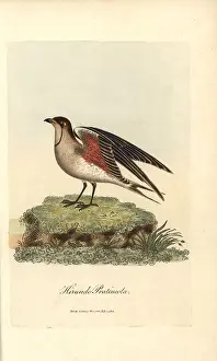 Colorist: Collared pratincole, Glareola pratincola