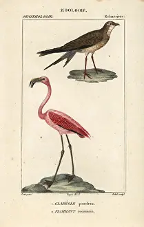 Roseus: Collared pratincole, Glareola pratincola, and