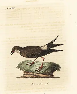 Glareola: Collared pratincole, Glareola pratincola