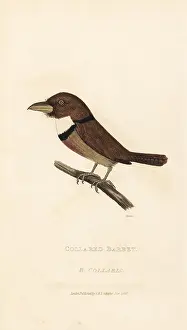 Howitt: Collared puffbird, Bucco capensis