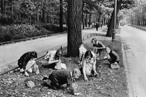 Acorns: Collecting acorns, 1936