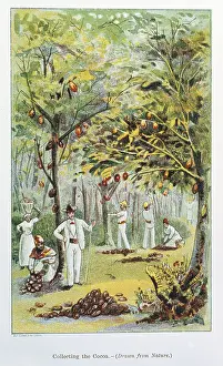 Venezuela: Collecting Cocoa, Venezuela. From Cocoa: All