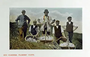 Flamborough: Collecting Eggs at Flamborough Head