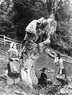 Yokels: Collecting firewood