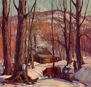 Gruppe: Collecting Maple Sap