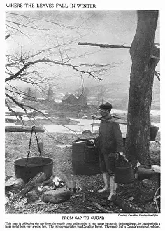 Syrup: Collecting maple tree sap