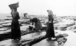 Mussels: Collecting mussels