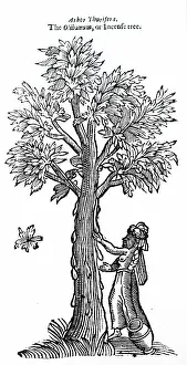 1640: Collecting resin from an insense tree (referred
