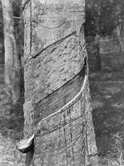 Containers: Collecting rubber on Malaya, 1931