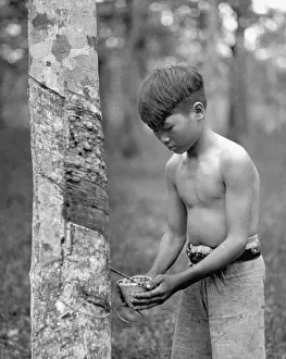 Containers: Collecting rubber on Malaysia, 1935