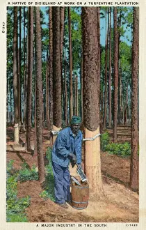 Dixieland: Collecting Turpentine
