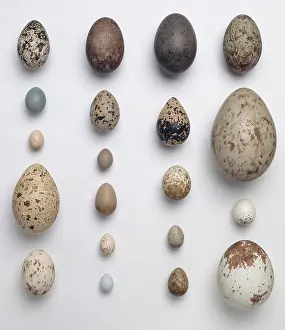 Kestrel: A collection of 20 birds eggs