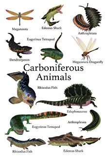 Variation: A collection of animals, fish and insects that
