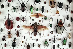 Iridescent: A collection of beetles