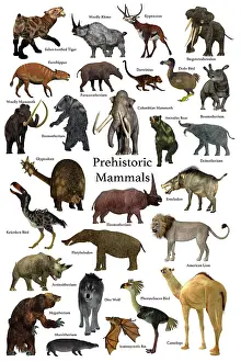 Variation: A collection of some of the better known mammals