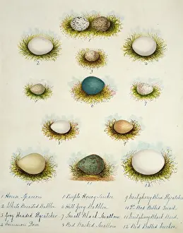 Catcher: Collection of birds eggs