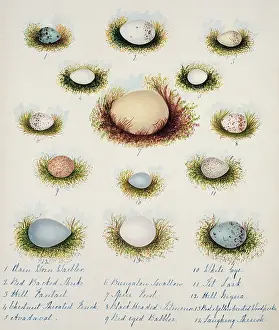 Wren: Collection of birds eggs