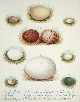 Kestrel: Collection birds eggs