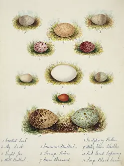 Wren: Collection of birds eggs