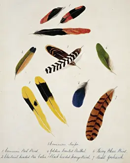 Fronted: Collection of birds feathers