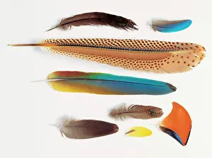 Argus: A collection of birds feathers