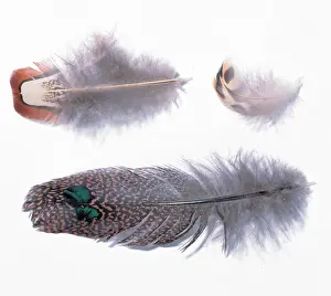 Argus: A collection of birds feathers