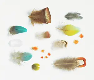 Psittaciformes: A collection of birds feathers