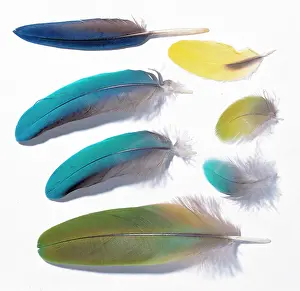 Contour: A collection of birds feathers