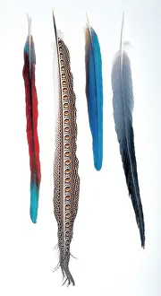 Argus: A collection of birds feathers