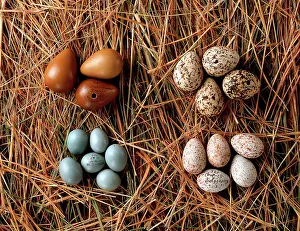 Clutch: A collection of eggs from western Asia