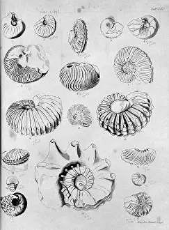 Gideon: Collection of fossilised molluscs