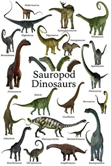 Variation: A collection of herbivorous sauropod dinosaurs