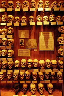 Mutter: Collection of human skulls on display at the