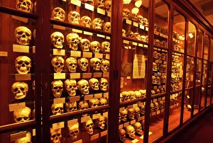 Mutter: Collection of human skulls on display at the