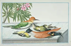 1722 C: Collection of mixed dead birds