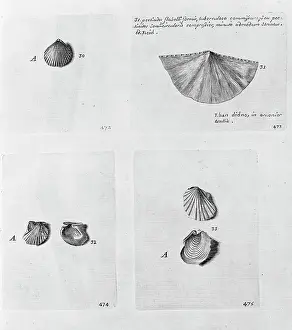 Bivalve: Collection of molluscs
