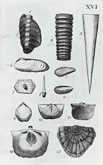 Kilbride: Collection of molluscs