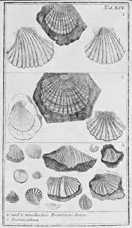 Bivalve: Collection of molluscs