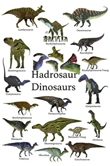 Variation: A collection of ornithopod herbivorous hadrosaur dinosaurs
