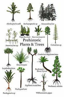 Variation: A collection of plants, trees and ferns that lived