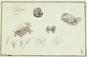 Decapod: Collection of sea creatures