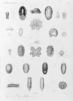 Crustacea: Collection of sea creatures