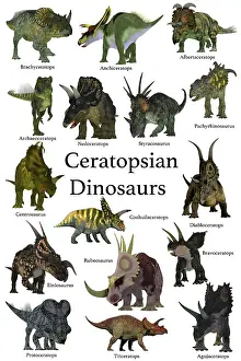 Styracosaurus: A collection set of ceratops beaked dinosaurs